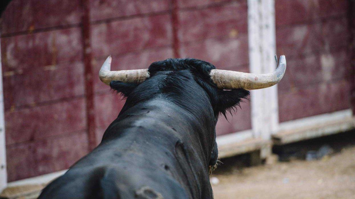 Aprueban nuevo reglamento taurino con enfoque en bienestar animal.