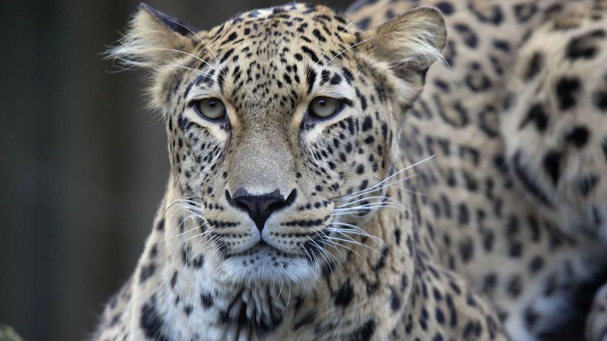 Avistan un leopardo persa, en peligro de extinción, en Kazajistán.