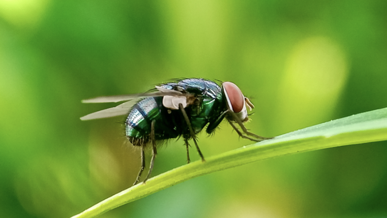 Gusano barrenador: expertos explican cómo se produce la infestación.