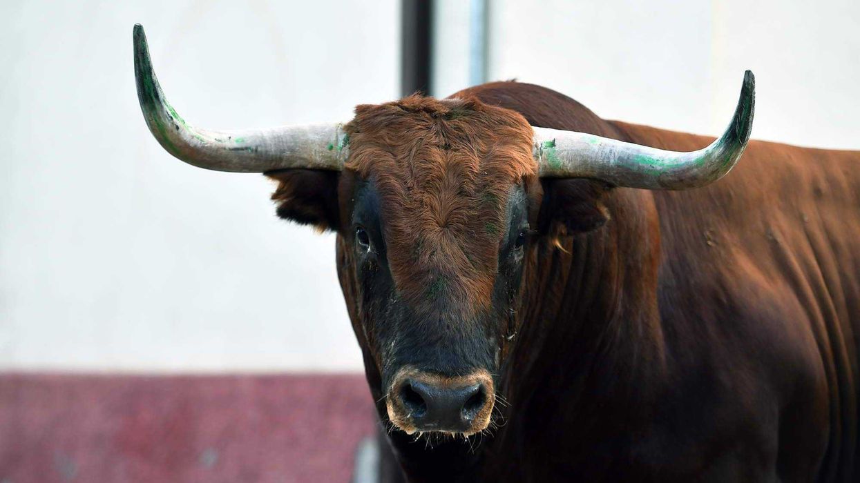 Polémica divide a San Juan del Río por nuevo reglamento taurino.