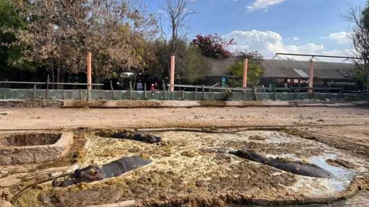 Profepa investiga condiciones de animales en zoológico Wamerú de Querétaro.